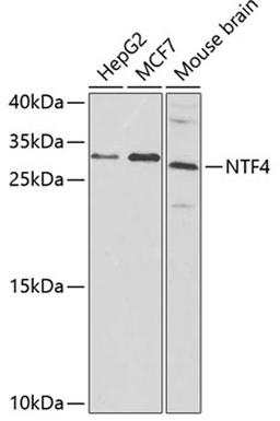 Western blot - NTF4 antibody (A3180)
