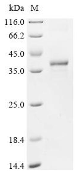 (Tris-Glycine gel) Discontinuous SDS-PAGE (reduced) with 5% enrichment gel and 15% separation gel.