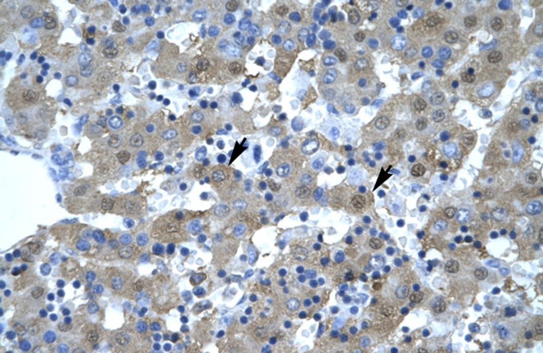 Antibody used in IHC on Human Liver.