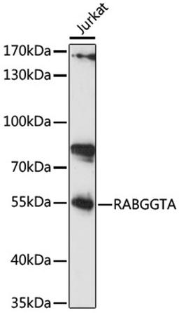 Western blot - RABGGTA antibody (A16726)