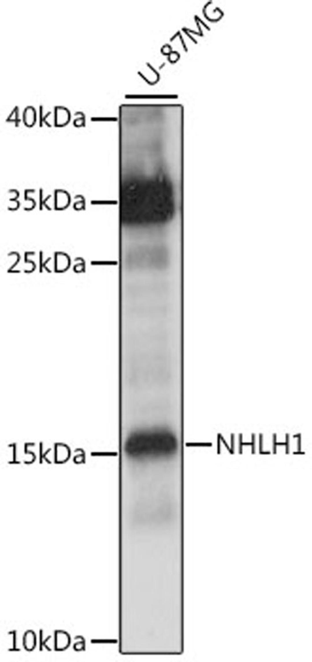 Western blot - NHLH1 antibody (A15695)