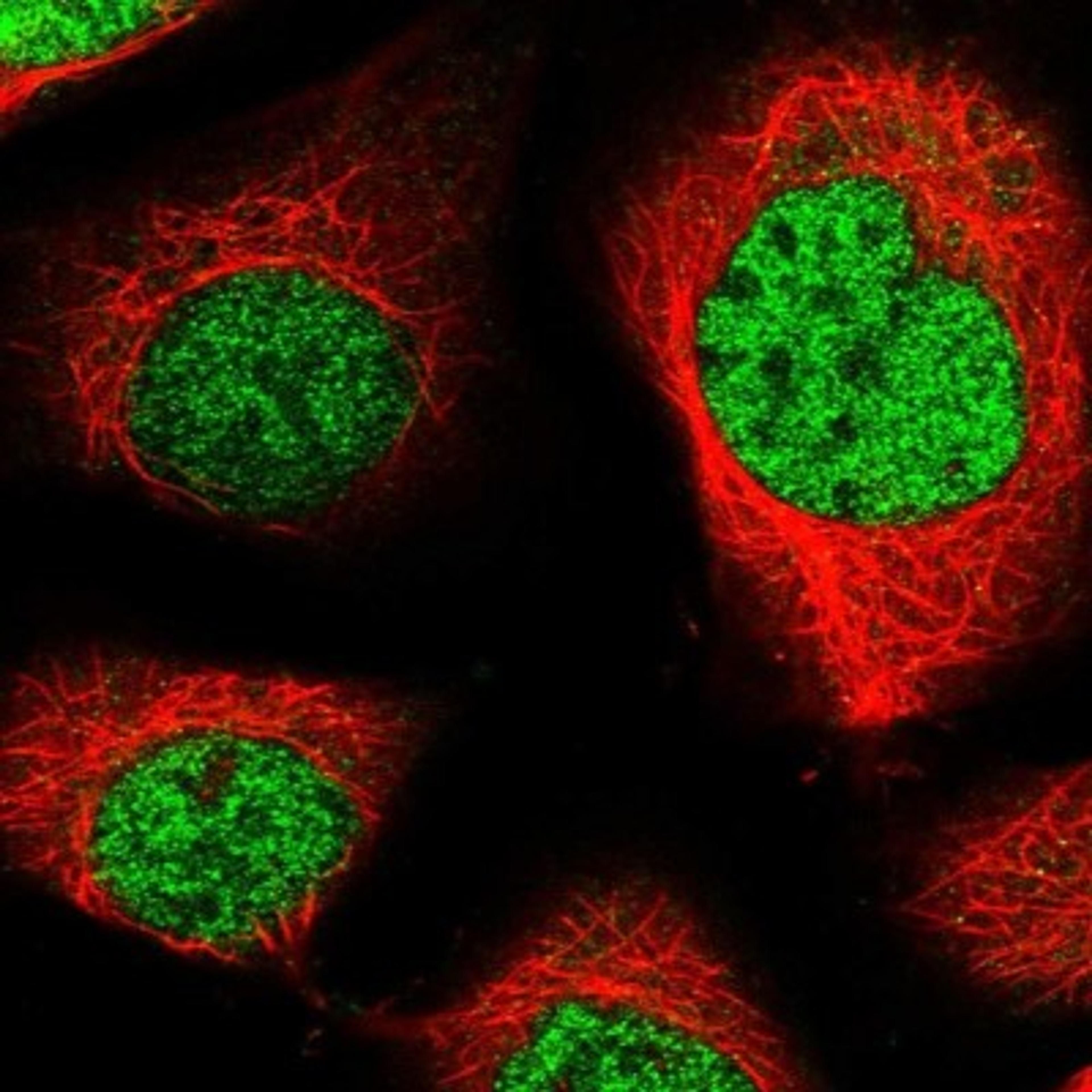 Immunocytochemistry/Immunofluorescence: VSTM2L Antibody [NBP1-92577] - Staining of human cell line U-2 OS shows positivity in nucleus but not nucleoli.