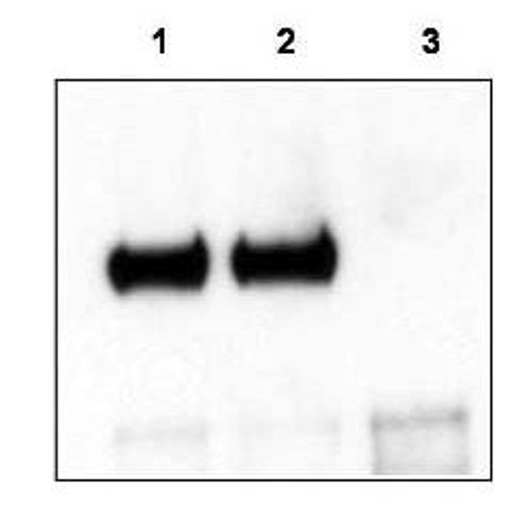 Western blot analysis of Mouse cortex lysate using TrkCT1 antibody