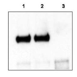 Western blot analysis of Mouse cortex lysate using TrkCT1 antibody