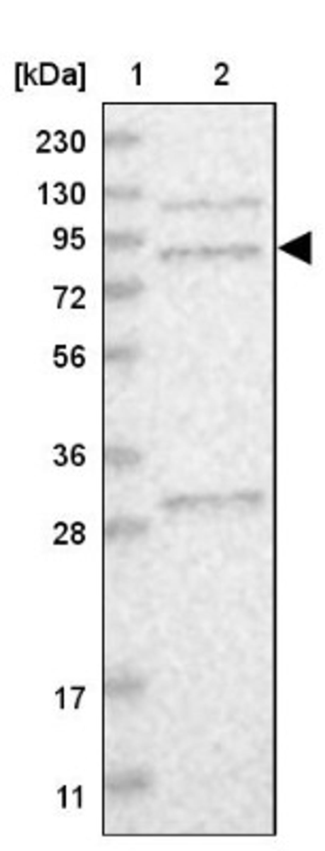 Western Blot: MSK2 Antibody [NBP1-87844] - Lane 1: Marker [kDa] 230, 130, 95, 72, 56, 36, 28, 17, 11<br/>Lane 2: Human cell line RT-4