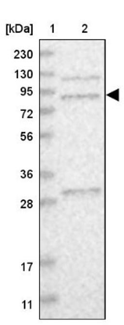 Western Blot: MSK2 Antibody [NBP1-87844] - Lane 1: Marker [kDa] 230, 130, 95, 72, 56, 36, 28, 17, 11<br/>Lane 2: Human cell line RT-4