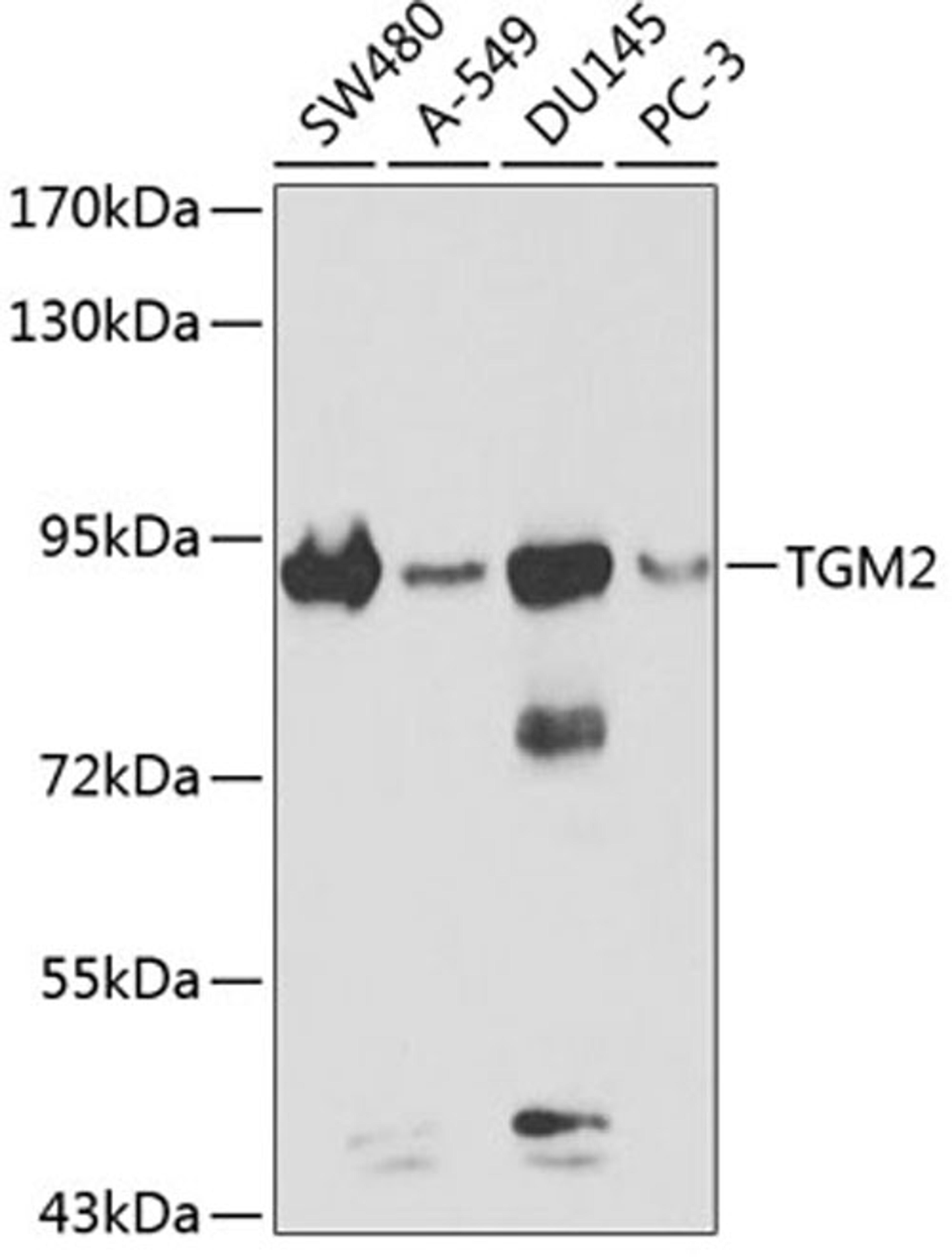 Western blot - TGM2 antibody (A0981)