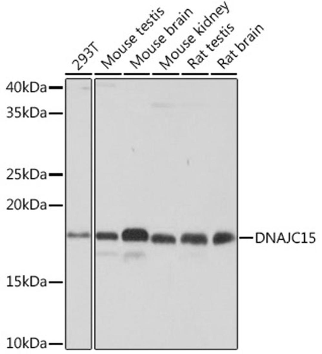 Western blot - DNAJC15 Rabbit mAb (A4825)