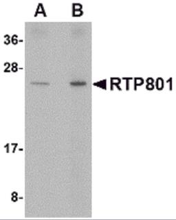 Western blot analysis of RTP801 in human kidney tissue lysate with RTP801 antibody at (A) 0.5 and (B) 1 μg/mL.