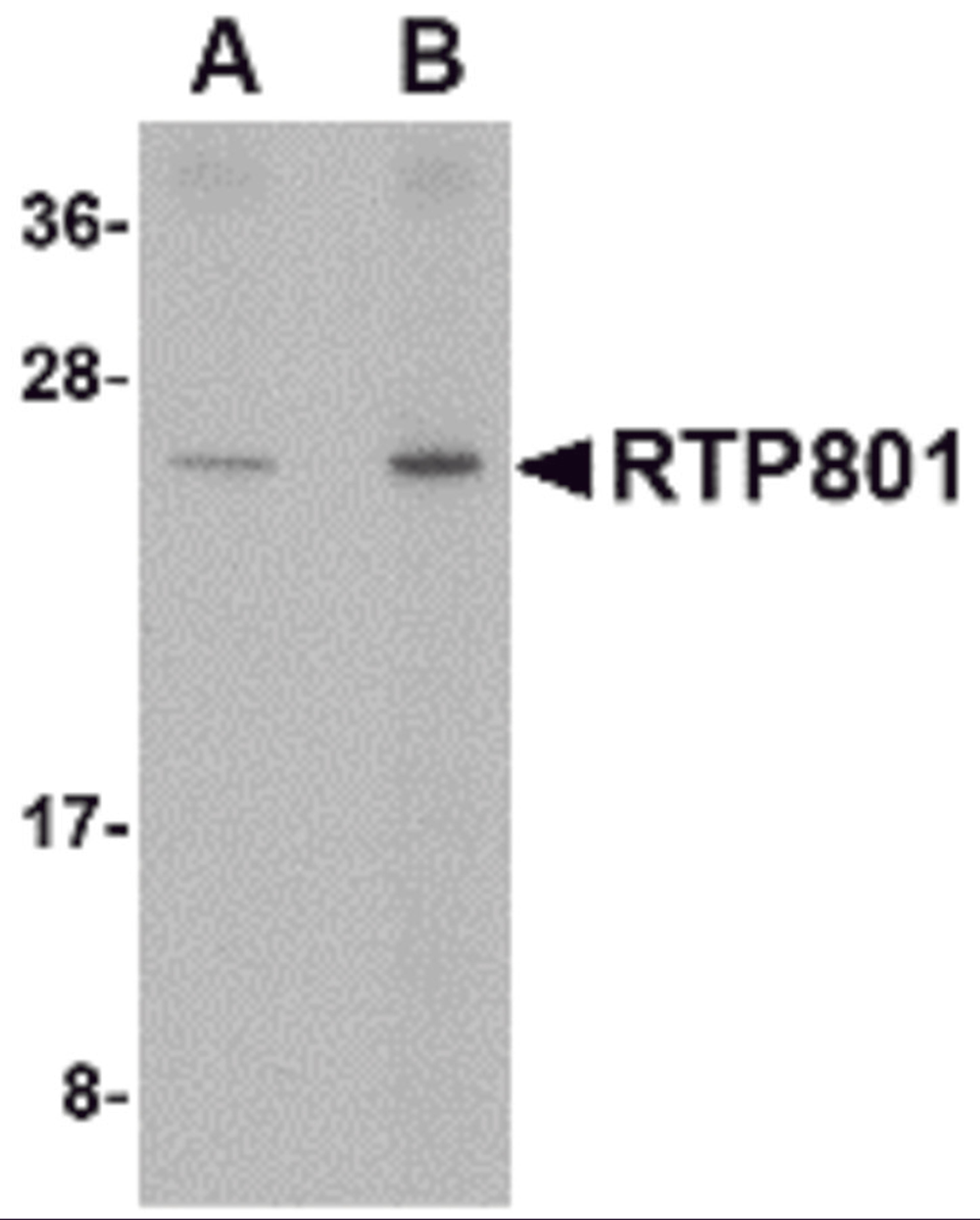 Western blot analysis of RTP801 in human kidney tissue lysate with RTP801 antibody at (A) 0.5 and (B) 1 μg/mL.