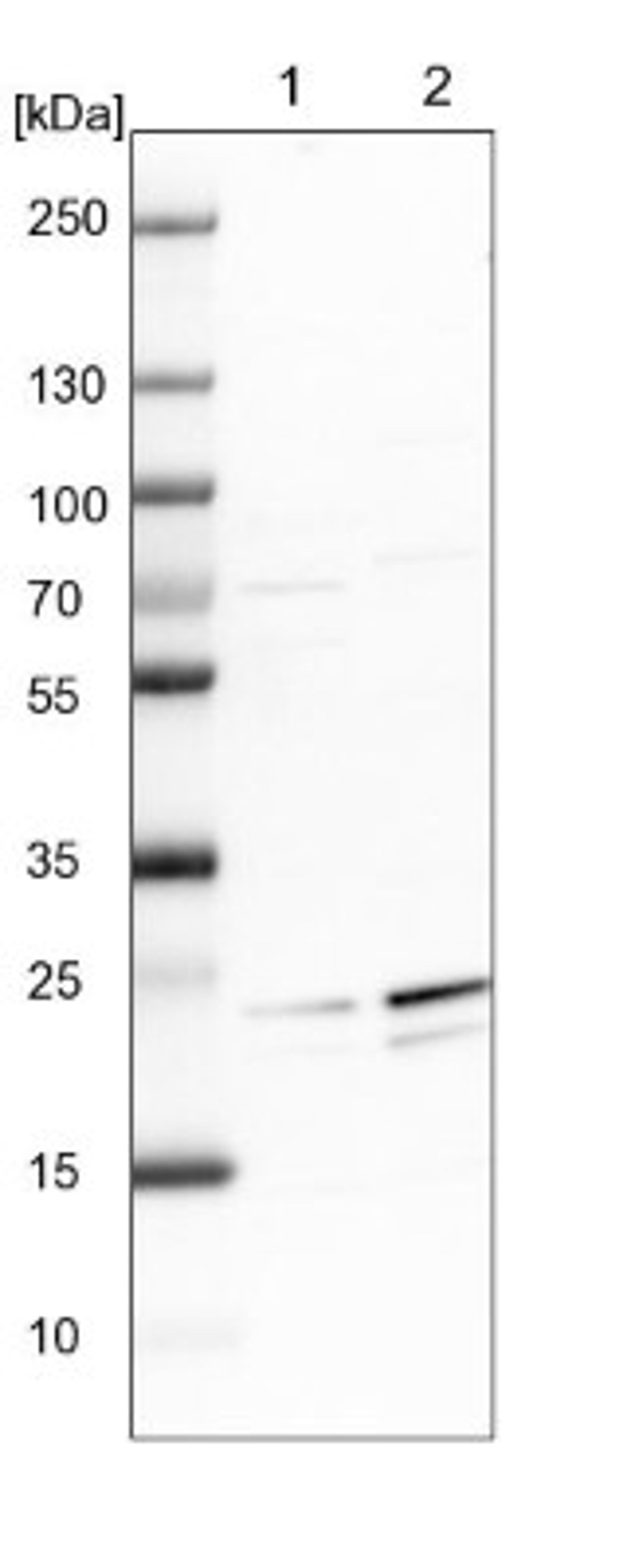 Western Blot: GFER/ALR Antibody [NBP1-90187] - Lane 1: NIH-3T3 cell lysate (Mouse embryonic fibroblast cells)<br/>Lane 2: NBT-II cell lysate (Rat Wistar bladder tumour cells)