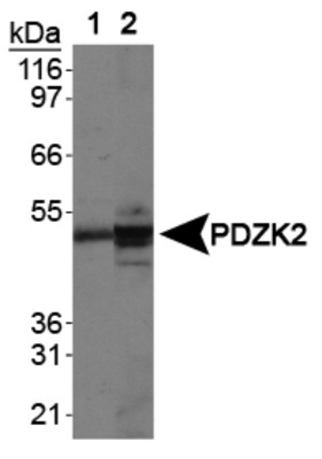 Western Blot: IKEPP Antibody [NB400-150] - Analysis on Lane 1: human kidney membrane lysate and Lane 2: mouse kidney membrane lysate.