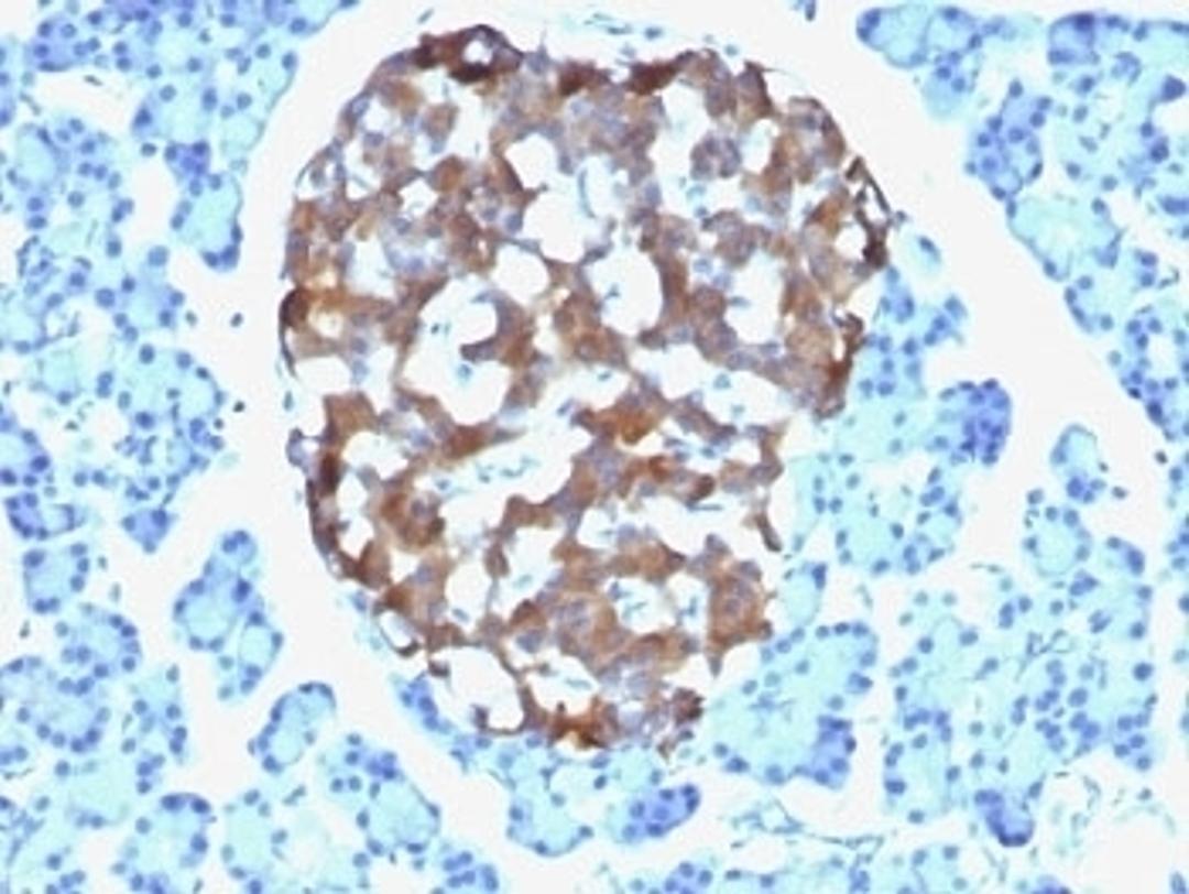 Formalin-fixed, paraffin-embedded human pancreas stained with Chromogranin A antibody (CHGA/765)