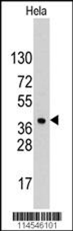 Western blot analysis of anti-HDGF Pab in Hela cell line lysates (35ug/lane)