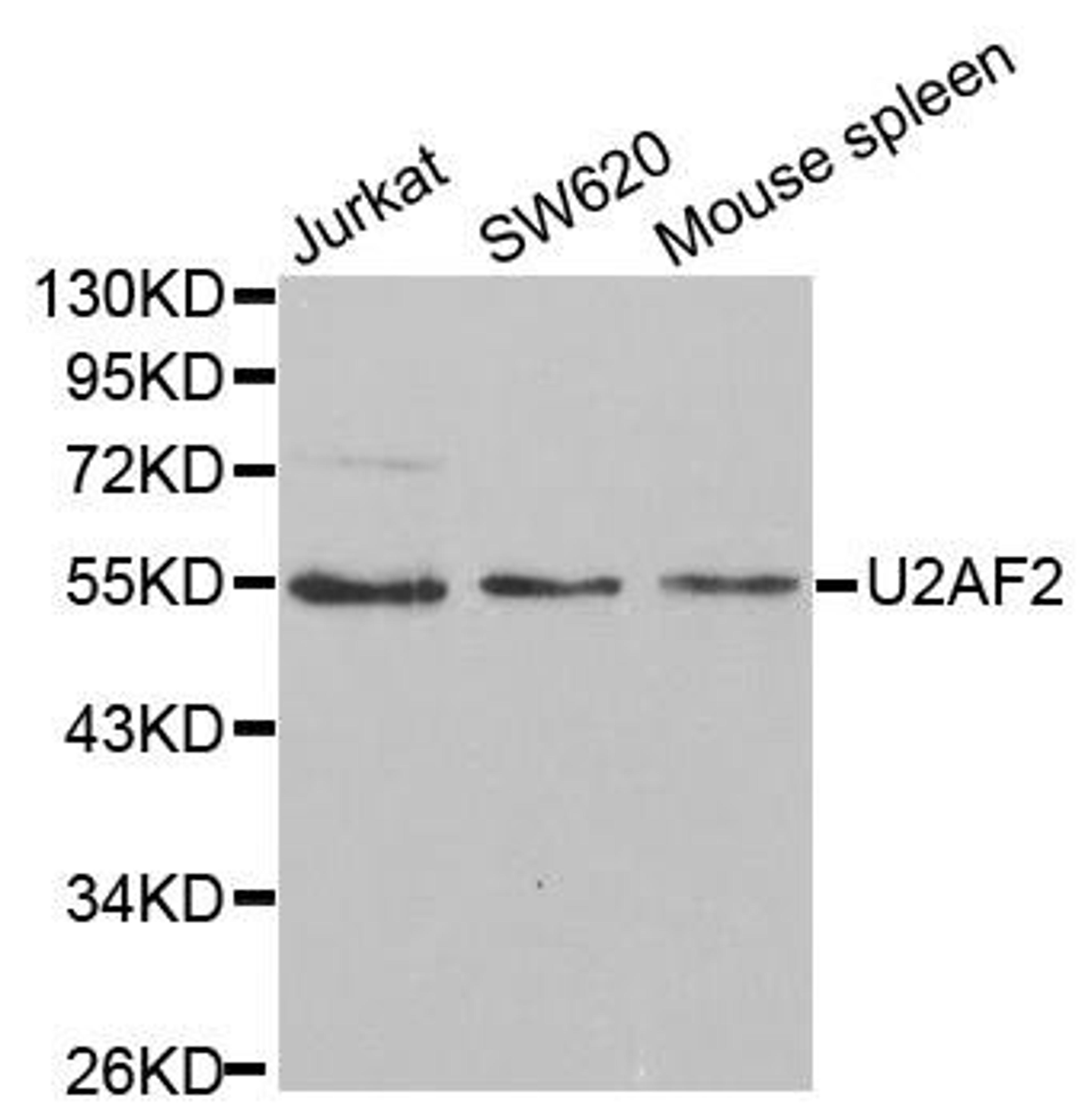 Western blot analysis of extracts of various cell lines using U2AF2 antibody