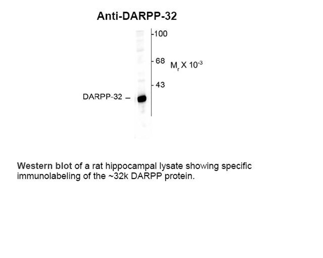 Western blot of a rat hippocampal lysate showing specific immunolabeling of the ~32k DARPP protein.