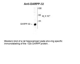 Western blot of a rat hippocampal lysate showing specific immunolabeling of the ~32k DARPP protein.