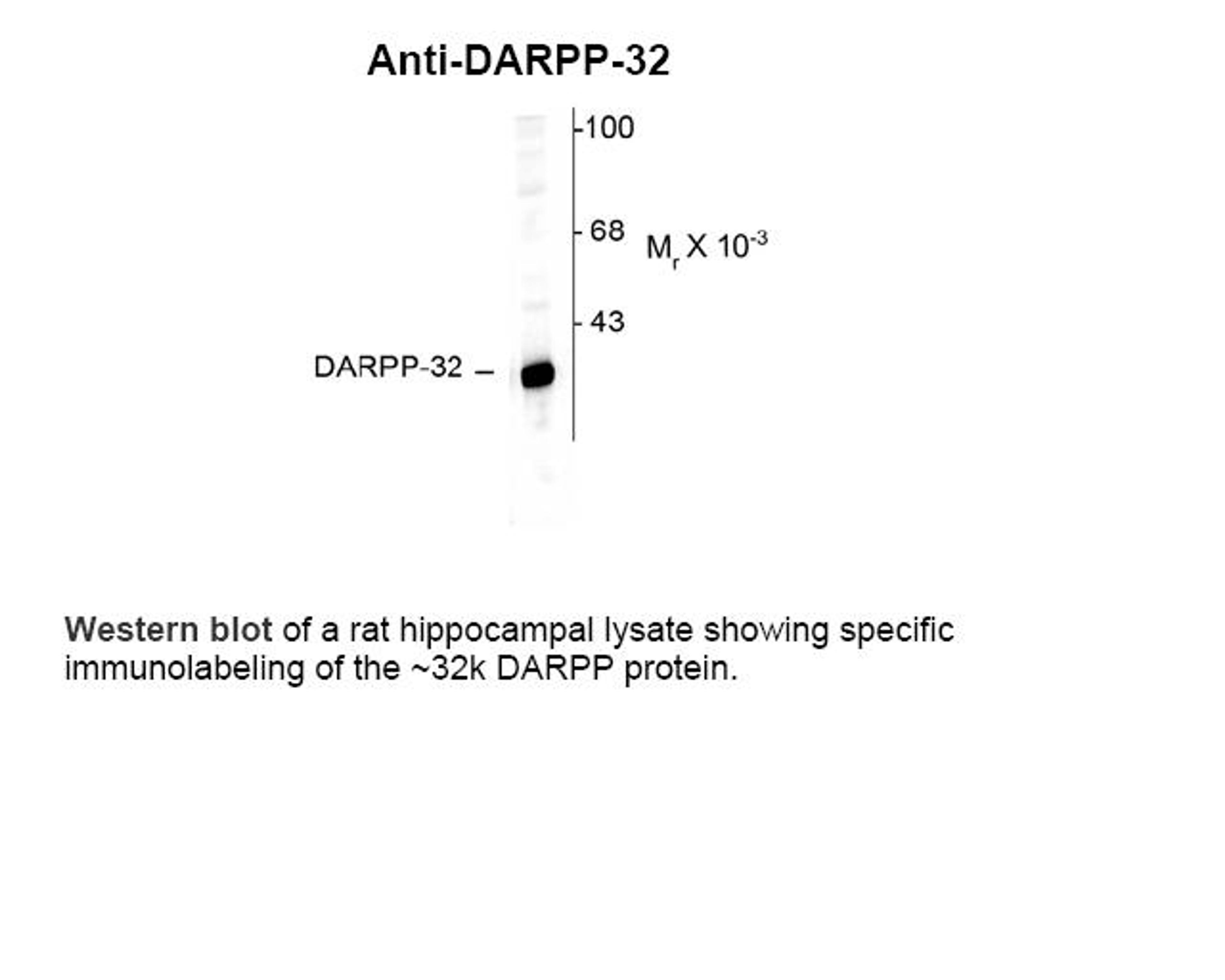 Western blot of a rat hippocampal lysate showing specific immunolabeling of the ~32k DARPP protein.