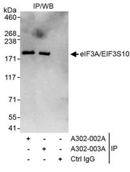 Detection of human eIF3A/EIF3S10 by western blot of immunoprecipitates (h).