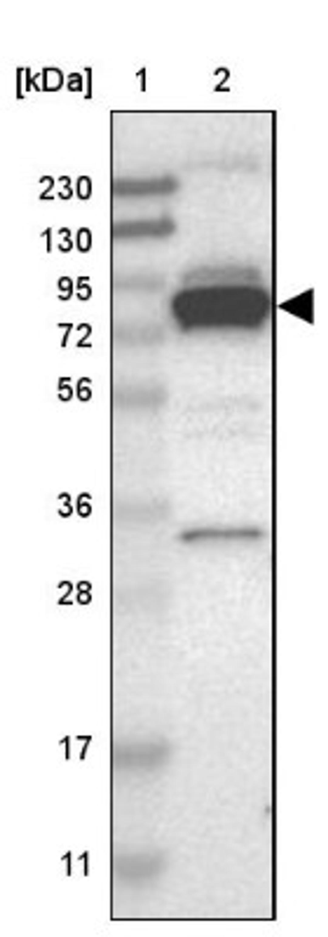 Western Blot: PPWD1 Antibody [NBP1-83049] - Lane 1: Marker [kDa] 230, 130, 95, 72, 56, 36, 28, 17, 11<br/>Lane 2: Human cell line RT-4