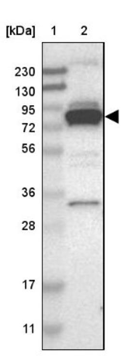 Western Blot: PPWD1 Antibody [NBP1-83049] - Lane 1: Marker [kDa] 230, 130, 95, 72, 56, 36, 28, 17, 11<br/>Lane 2: Human cell line RT-4