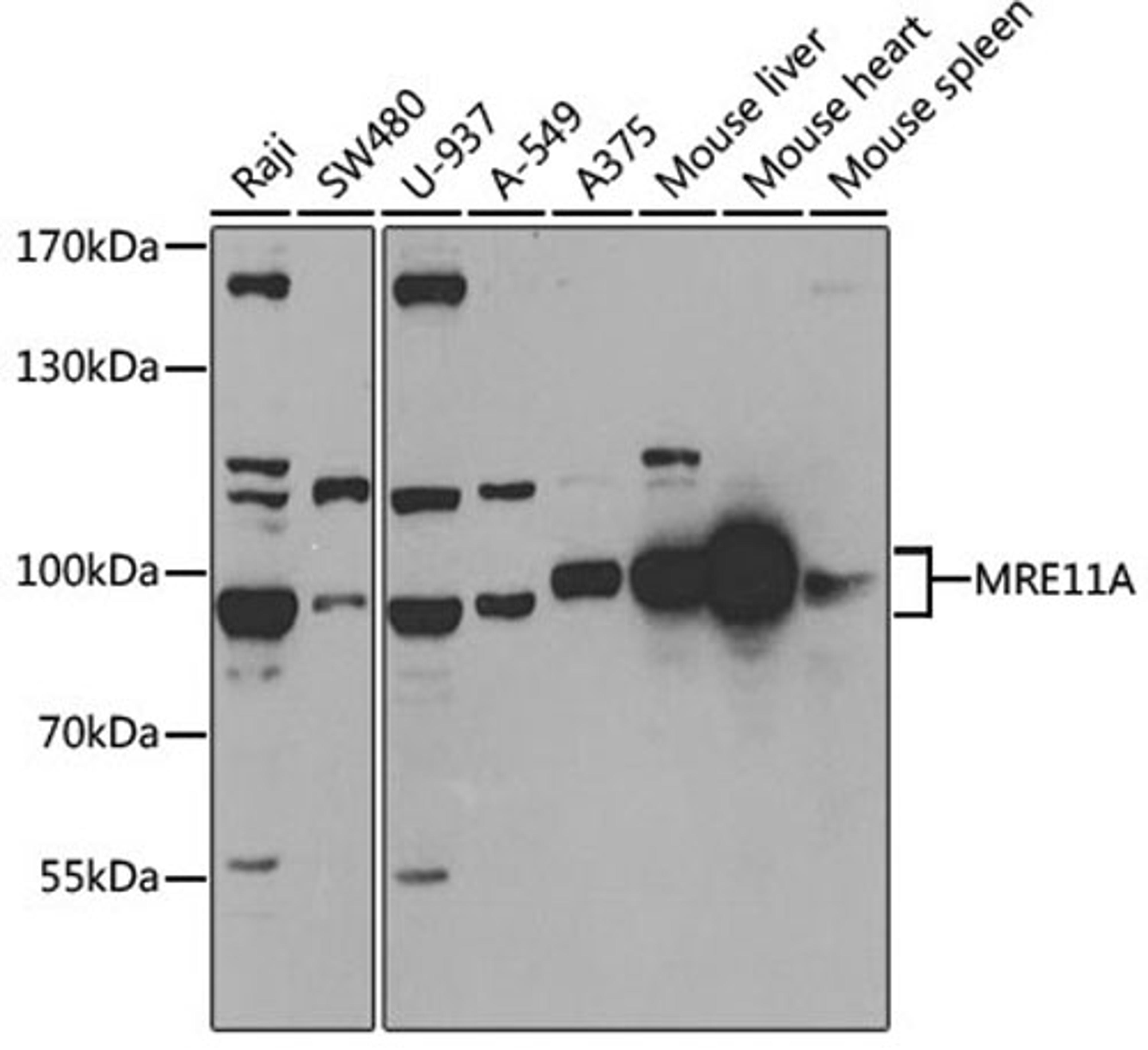 Western blot - MRE11A antibody (A2559)