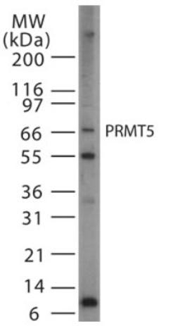 Western Blot: PRMT5 Antibody [NB100-56641] - Western blot analysis of PRMT5 in cell lysates from HeLa cells using NB100-56641 at 1:500. Twenty microgram of HeLa cell lysate was loaded per well of a mini gel.