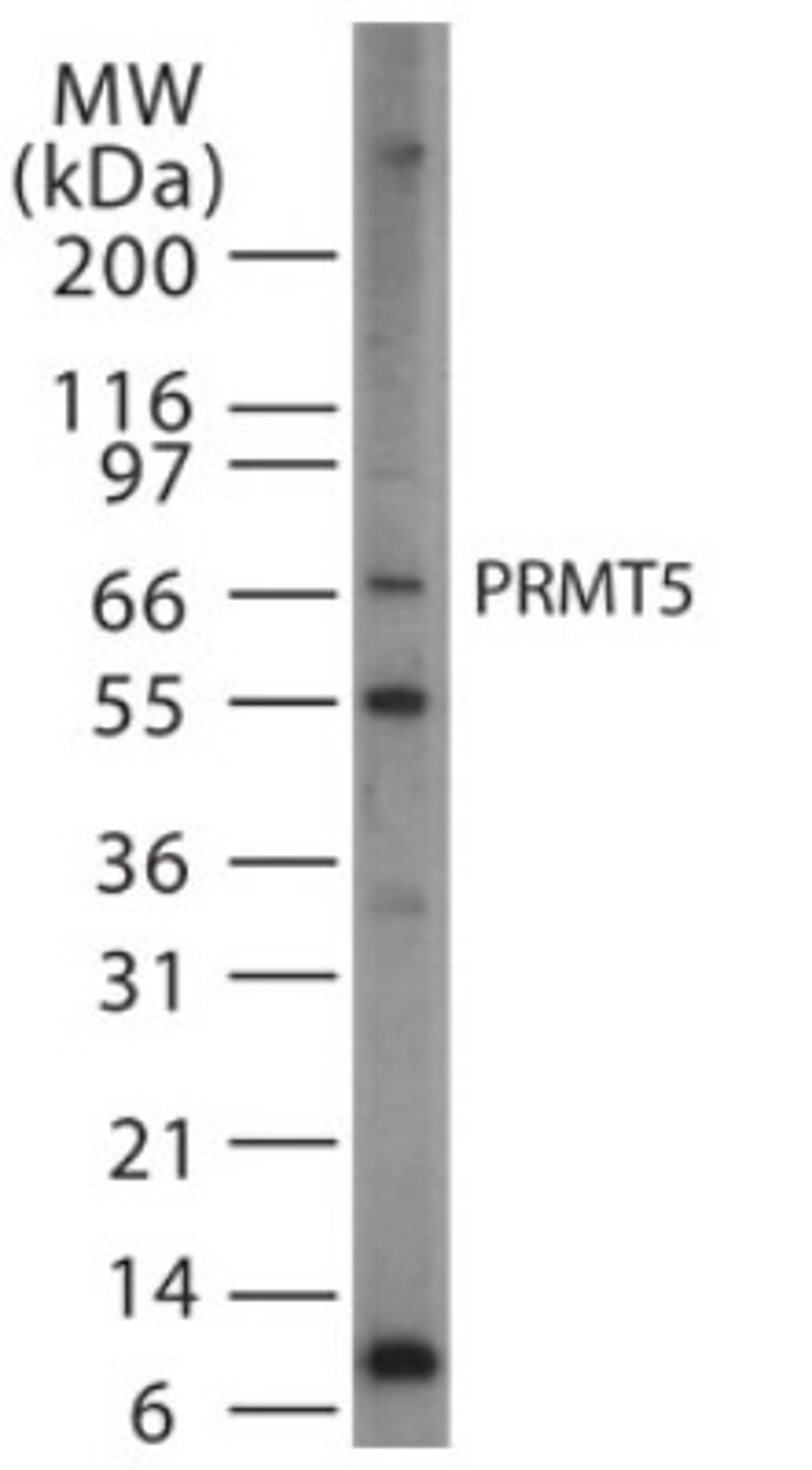 Western Blot: PRMT5 Antibody [NB100-56641] - Western blot analysis of PRMT5 in cell lysates from HeLa cells using NB100-56641 at 1:500. Twenty microgram of HeLa cell lysate was loaded per well of a mini gel.