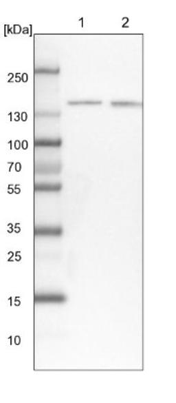 Western Blot: SR140 Antibody [NBP1-92444] - Lane 1: NIH-3T3 cell lysate (Mouse embryonic fibroblast cells)<br/>Lane 2: NBT-II cell lysate (Rat Wistar bladder tumour cells)