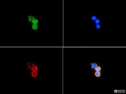 Immunocytochemistry/Immunofluorescence: Cytokeratin 19 Antibody [NB100-687] - MCF7 cells with FITC (green). Nuclei and alpha-tubulin were counterstained with DAPI (blue) and Dylight 550 (red).