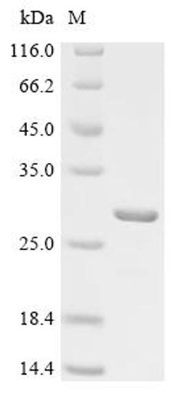 (Tris-Glycine gel) Discontinuous SDS-PAGE (reduced) with 5% enrichment gel and 15% separation gel.
