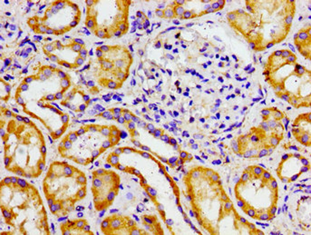 Immunohistochemistry of paraffin-embedded human kidney tissue using CSB-PA001342LA01HU at dilution of 1:100