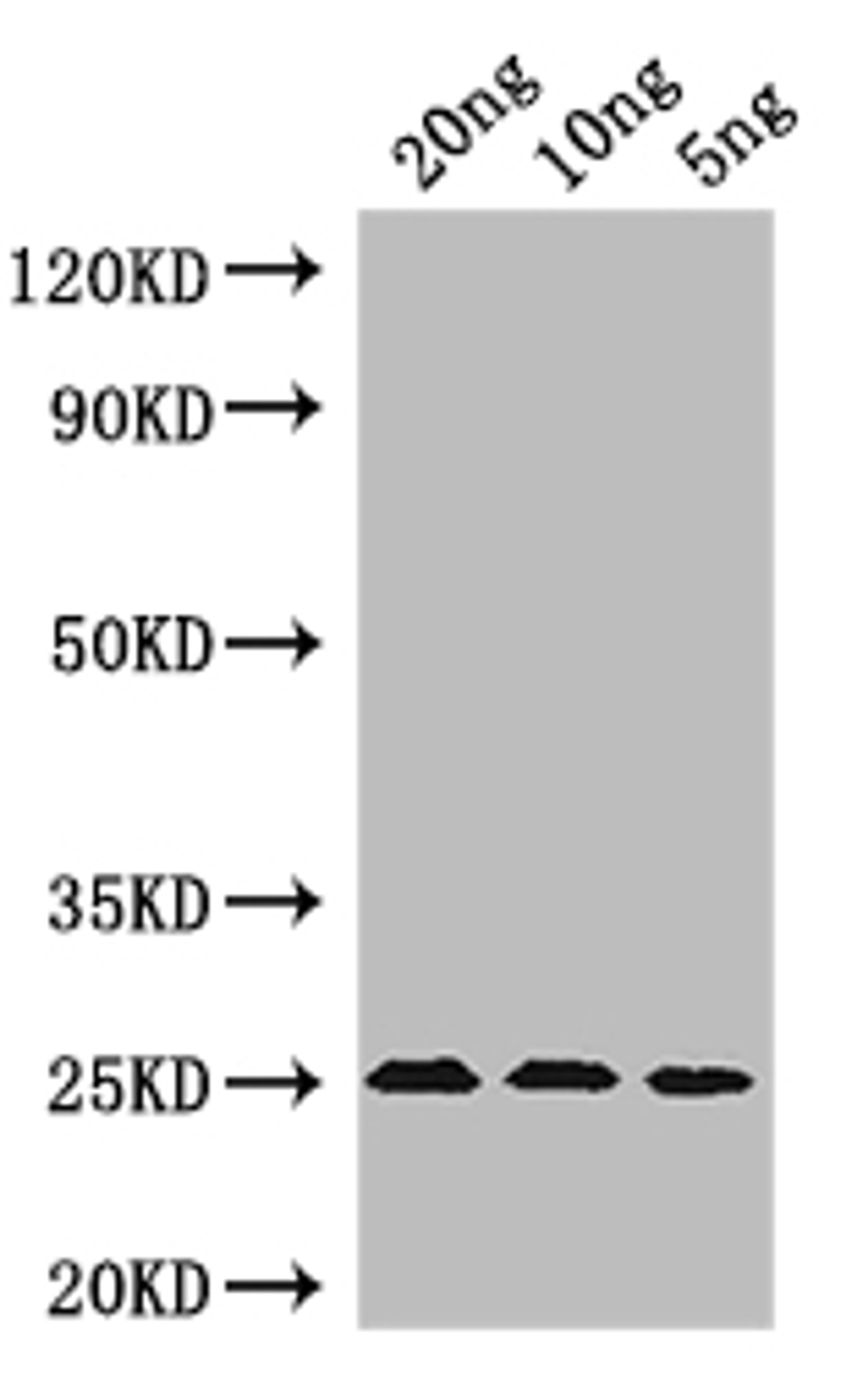 Western Blot. Positive WB detected in: recombinant protein. All lanes: MIC60 Antibody at 1:1000. Secondary. Goat polyclonal to rabbit IgG at 1/50000 dilution. Predicted band size: 24 kDa. Observed band size: 24 kDa. 