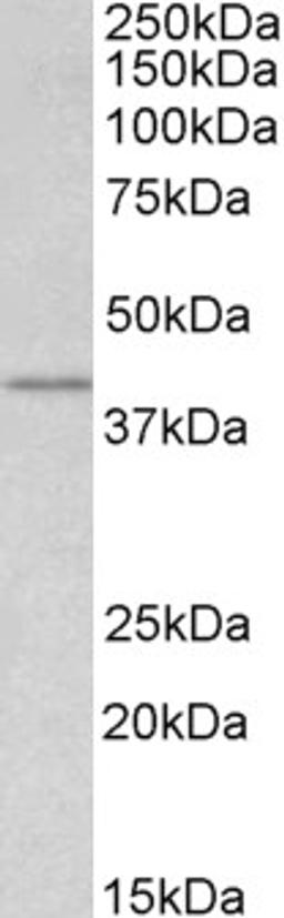 46-598 (1ug/ml) staining of lysate of cell line HEK293 (35ug protein in RIPA buffer). Primary incubation was 1 hour. Detected by chemiluminescence.