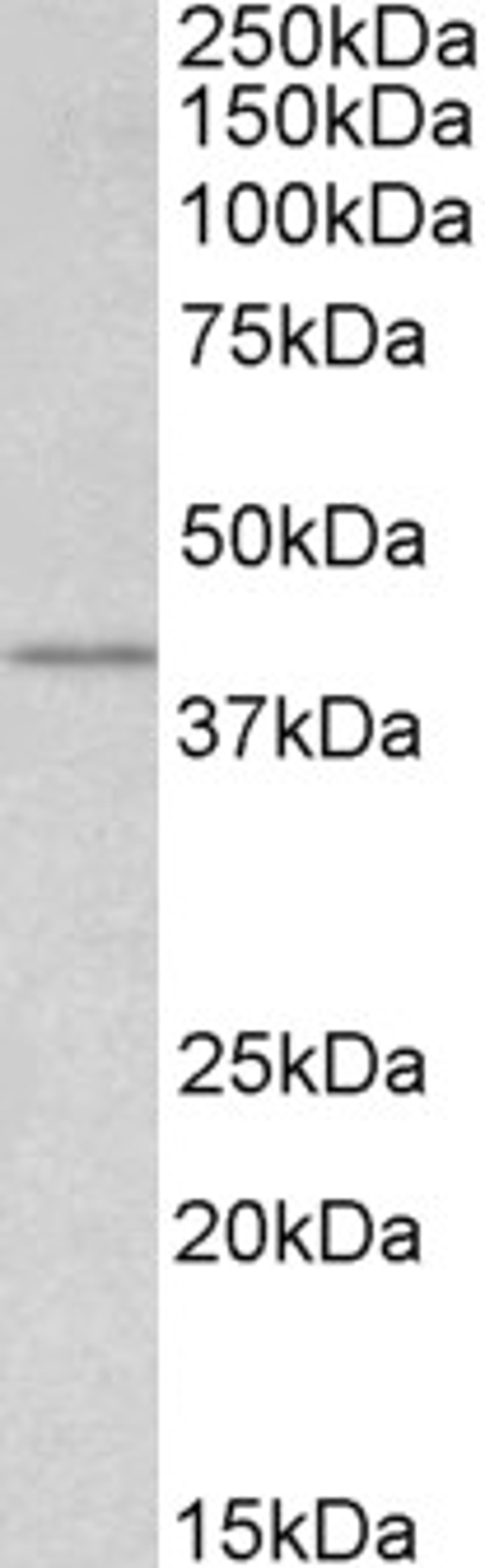 46-598 (1ug/ml) staining of lysate of cell line HEK293 (35ug protein in RIPA buffer). Primary incubation was 1 hour. Detected by chemiluminescence.