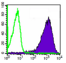 Flow cytometric analysis of human peripheral blood granulocytes using CD15 antibody (FITC)