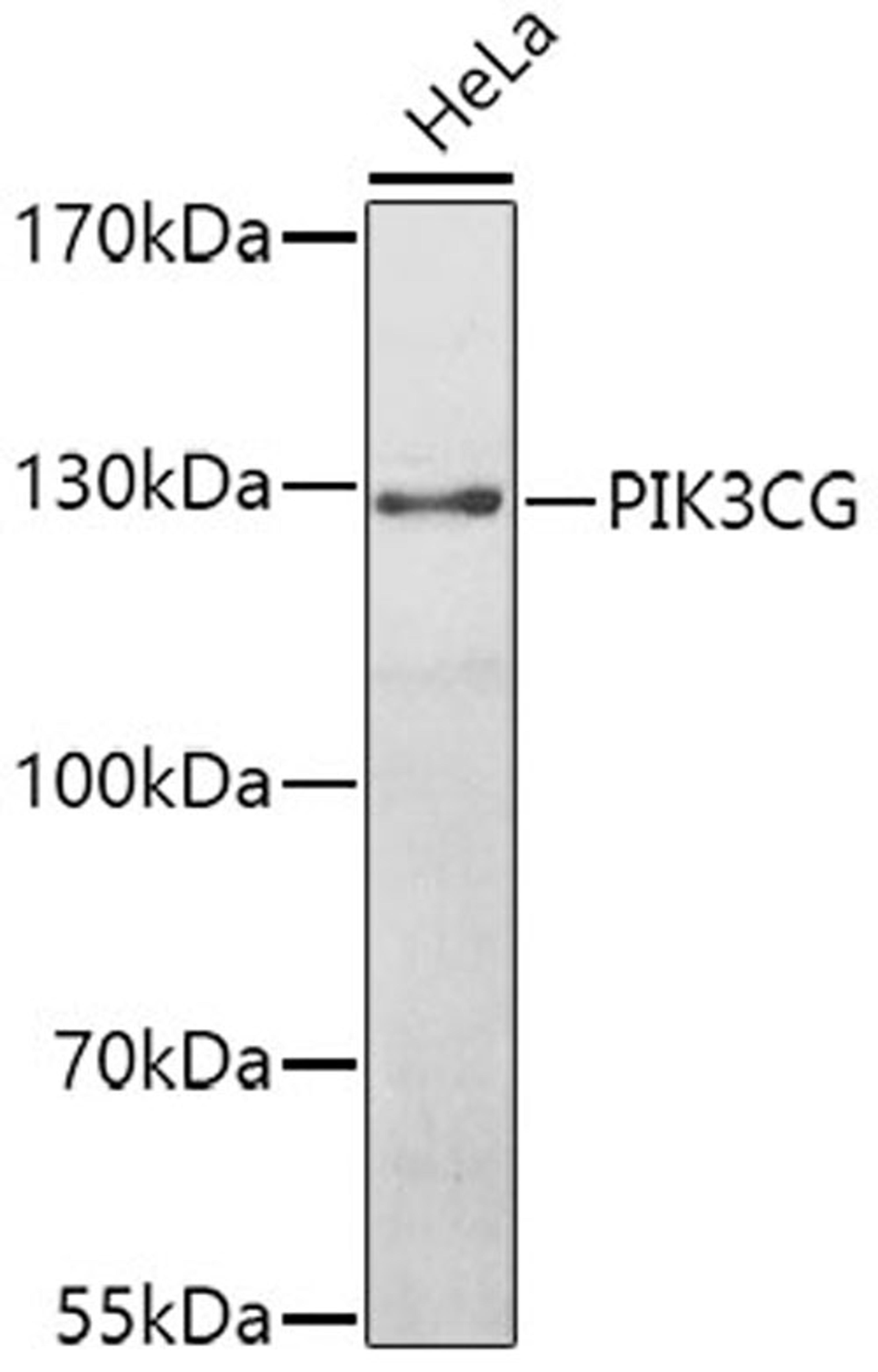 Western blot - PIK3CG antibody (A0266)