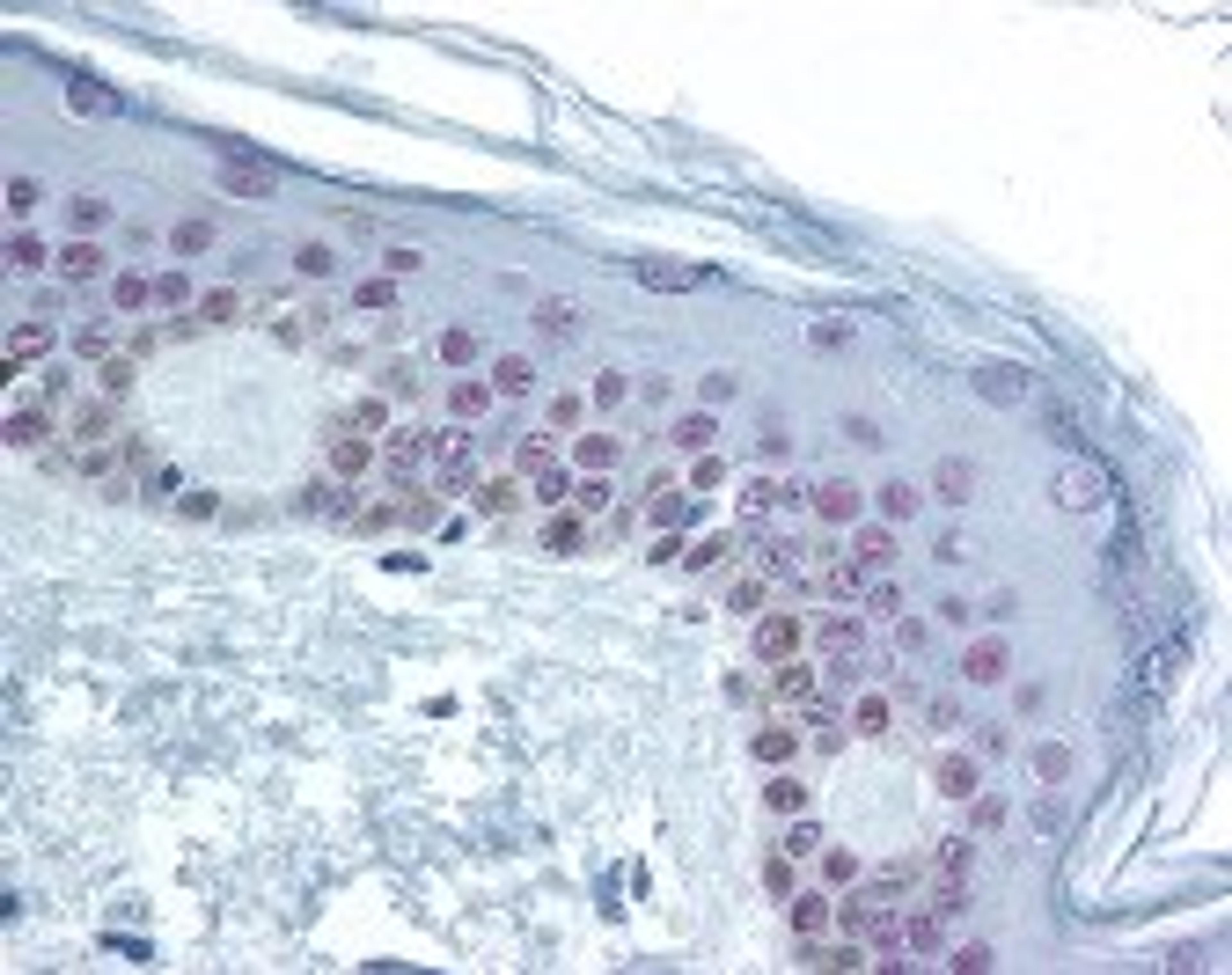 Immunohistochemistry staining of CREB1 in skin tissue using CREB1 Antibody.