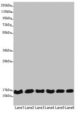 Western blot. All lanes: MRPS16 antibody at 1.12µg/ml. Lane 1: 293T whole cell lysate. Lane 2: Jurkat whole cell lysate. Lane 3: Hela whole cell lysate. Lane 4: MCF-7 whole cell lysate. Lane 5: Raji whole cell lysate. Lane 6: HepG2 whole cell lysate. Secondary. Goat polyclonal to rabbit IgG at 1/10000 dilution. Predicted band size: 16, 14 kDa. Observed band size: 16 kDa