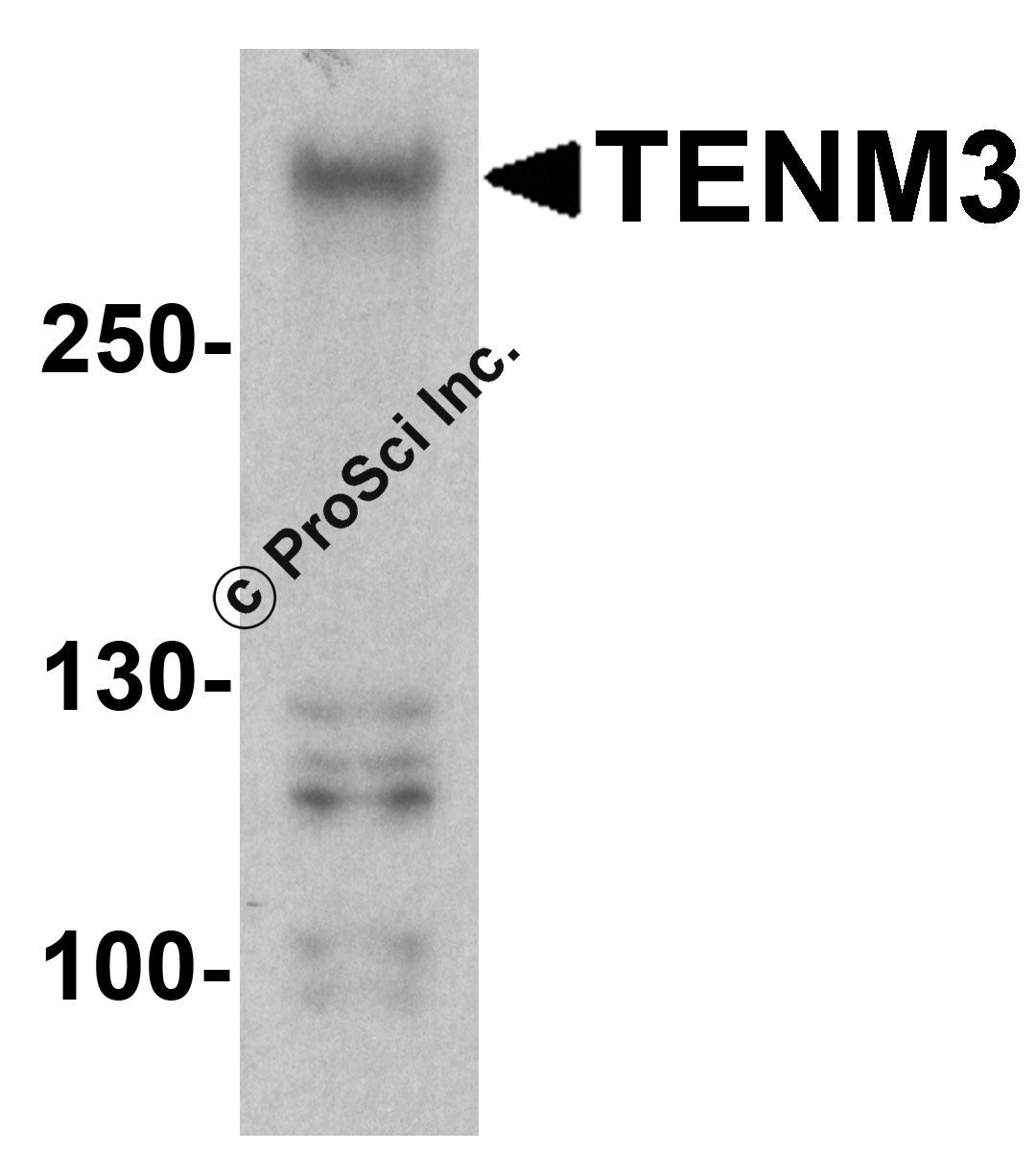 Western blot analysis of TENM3 in 293 cell lysate with TENM3 antibody at 1 μg/ml.