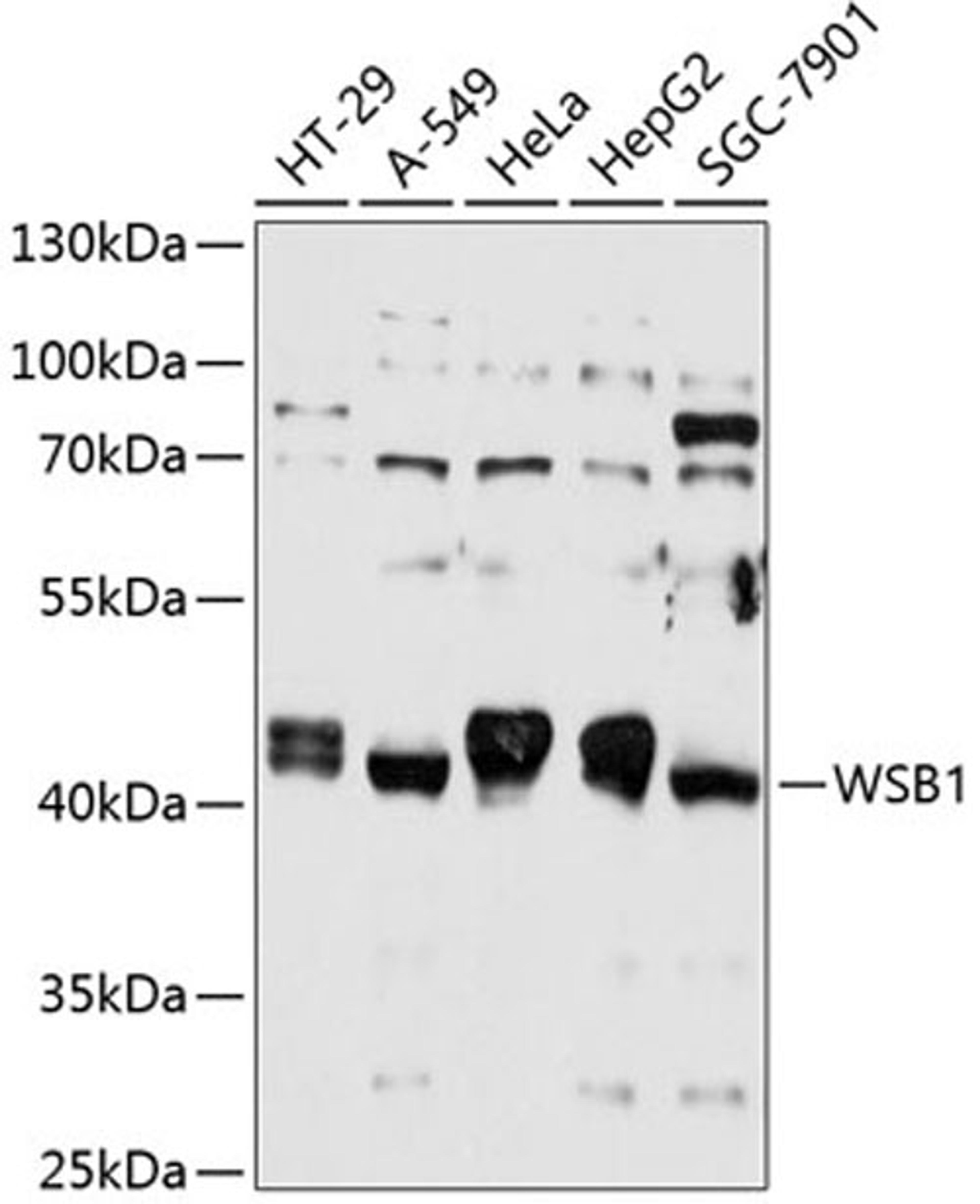 Western blot - WSB1 antibody (A12195)