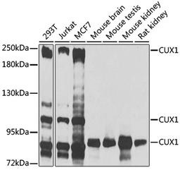 Western blot - CUX1 antibody (A2213)