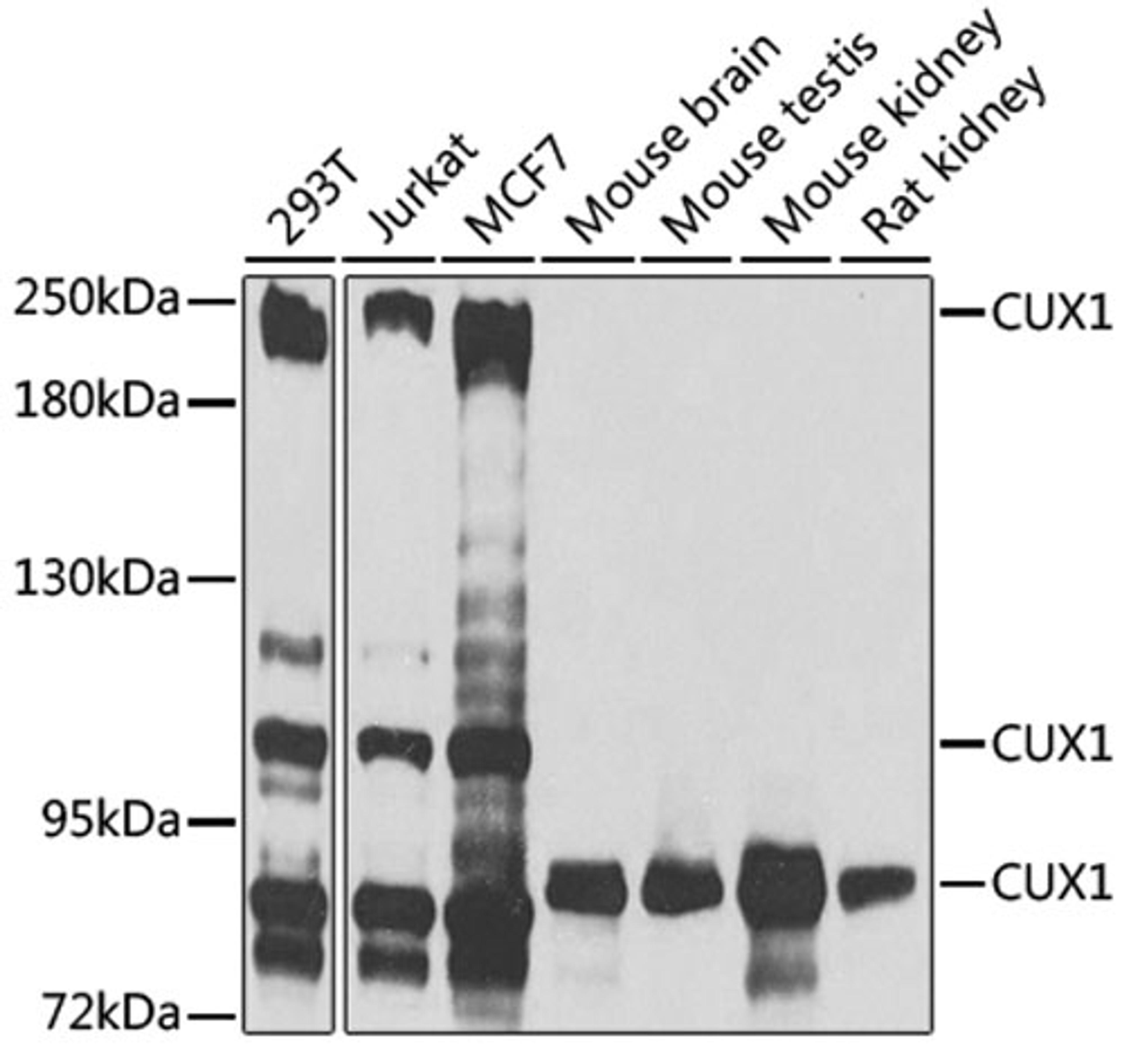 Western blot - CUX1 antibody (A2213)