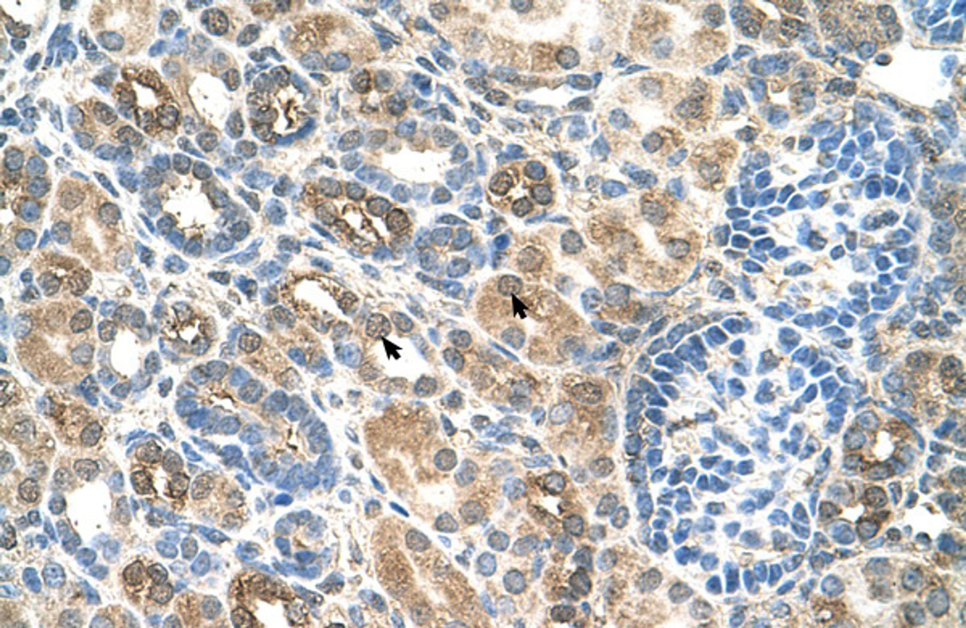 Antibody used in IHC on Human kidney.