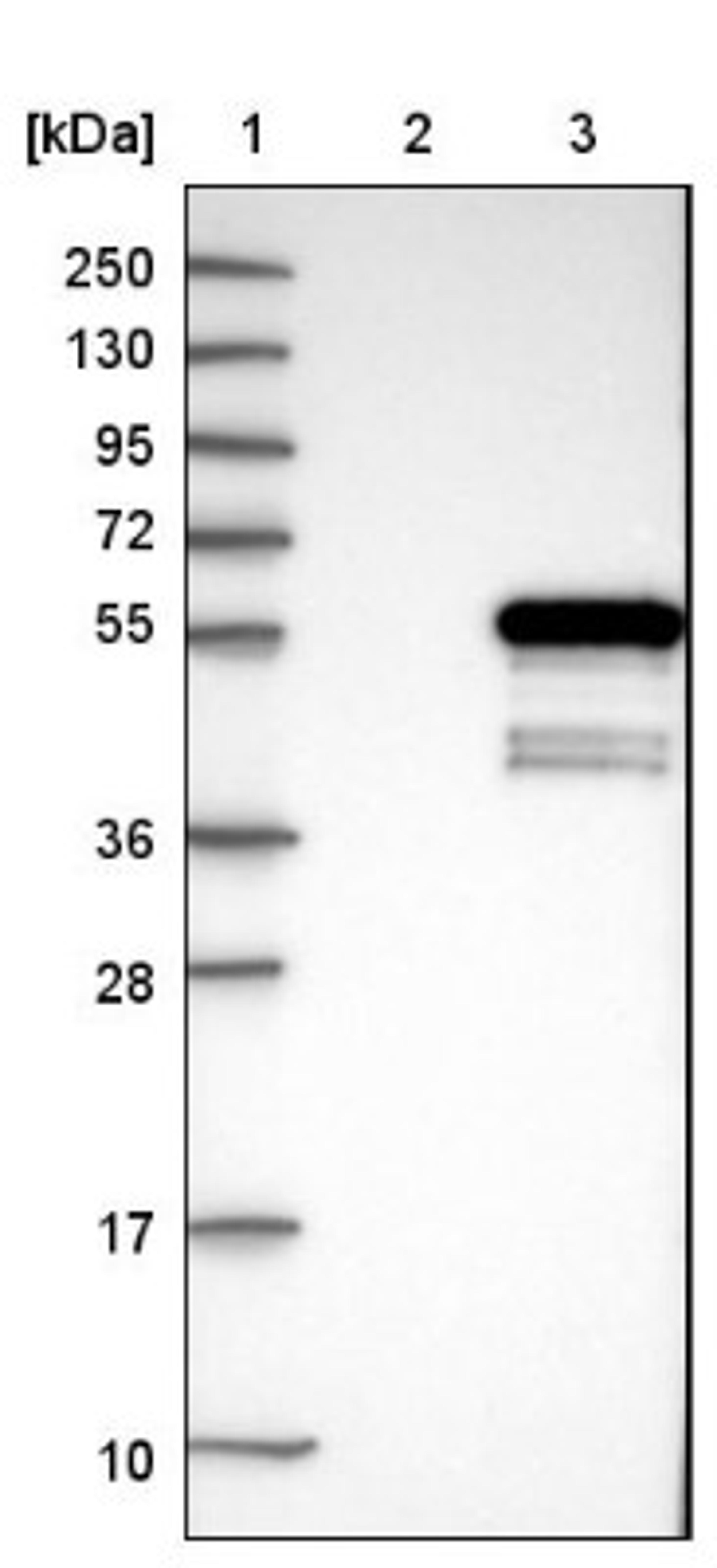 Western Blot: Dysbindin Antibody [NBP1-85298] - Lane 1: Marker [kDa] 250, 130, 95, 72, 55, 36, 28, 17, 10<br/>Lane 2: Negative control (vector only transfected HEK293T lysate)<br/>Lane 3: Over-expression lysate (Co-expressed with a C-terminal myc-DDK tag (~3.1 kDa) in mammalian HEK293T cells, LY403167)