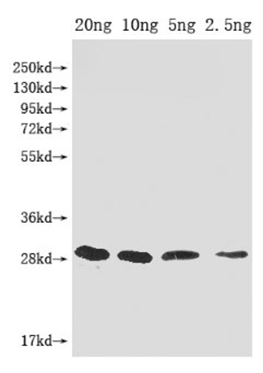 Western Blot. Positive WB detected in Recombinant protein. All lanes: mazF antibody at 1:2000. Secondary. Goat polyclonal to rabbit IgG at 1/50000 dilution. Predicted band size: 29 kDa. Observed band size: 29 kDa. 