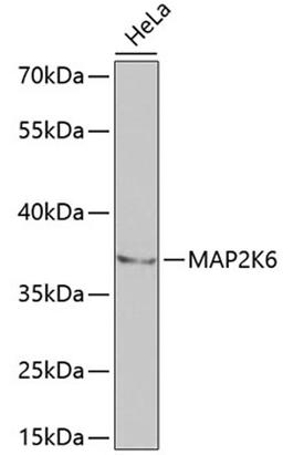 Western blot - MAP2K6 antibody (A2575)