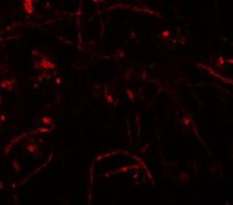 Immunocytochemistry/Immunofluorescence: Zfp219 Antibody [NBP1-76550] - Immunofluorescence of ZFP219 in mouse brain tissue with ZFP219 antibody at 20 ug/mL.