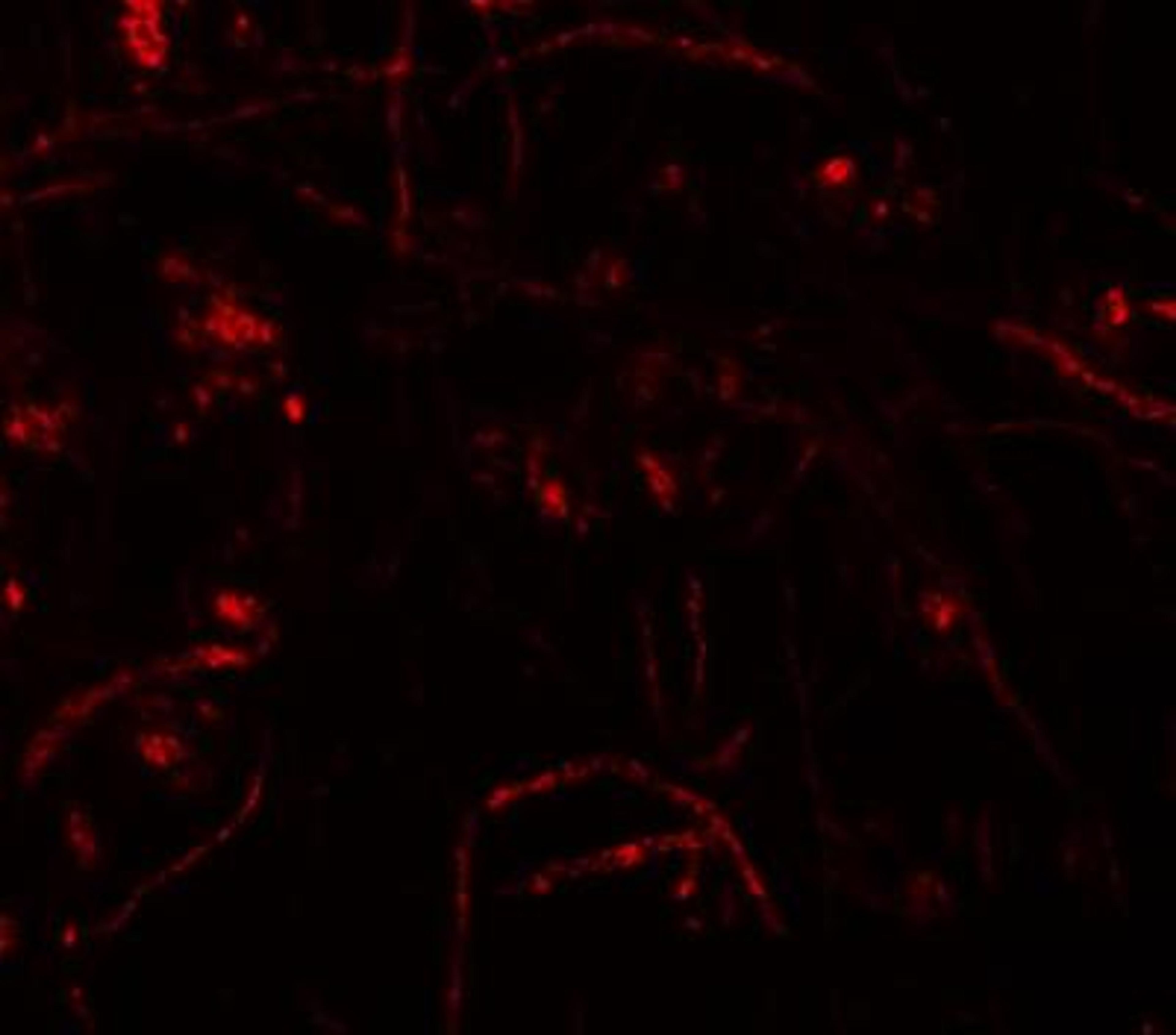 Immunocytochemistry/Immunofluorescence: Zfp219 Antibody [NBP1-76550] - Immunofluorescence of ZFP219 in mouse brain tissue with ZFP219 antibody at 20 ug/mL.