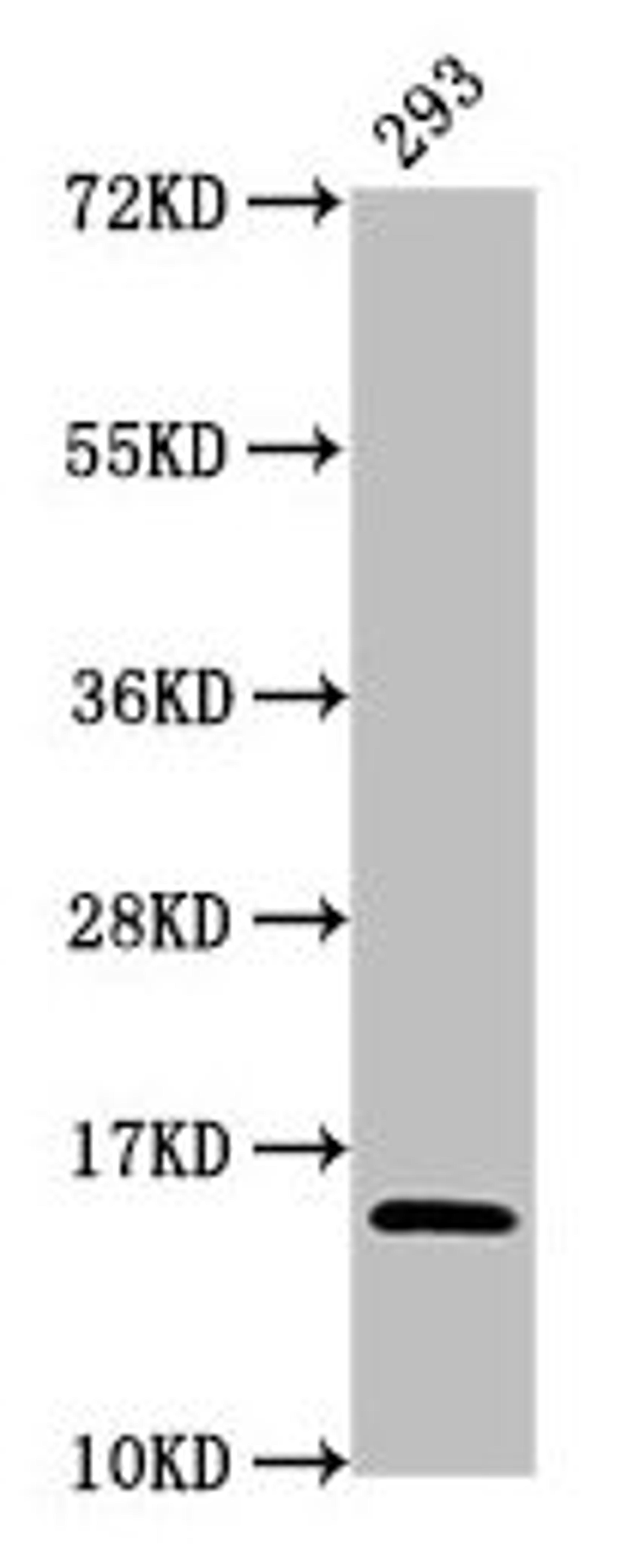 Western Blot. Positive WB detected in: 293 whole cell lysate. All lanes: HIST1H2AG antibody at 1.32µg/ml. Secondary. Goat polyclonal to rabbit IgG at 1/50000 dilution. Predicted band size: 15 kDa. Observed band size: 15 kDa